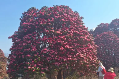 Poon Hill Trekking 3 days package.