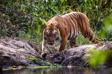 Bardia National Park Tour 4 days.