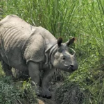 Chitwan National Park Tour 3 days.