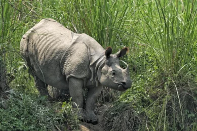 Chitwan National Park Tour 3 days.