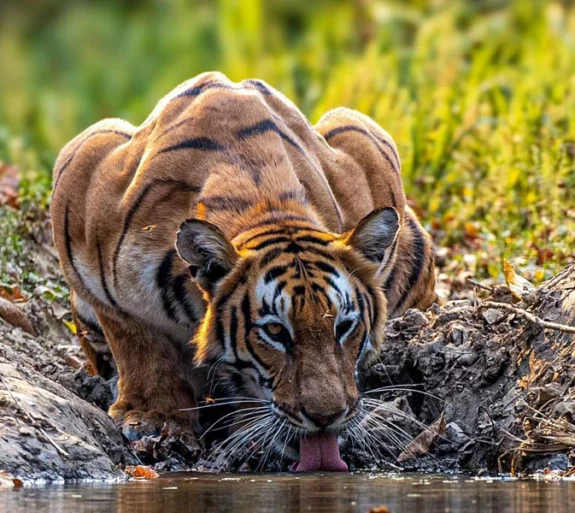 Chitwan National Park Trip.