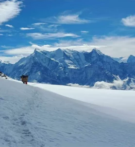 Dhaulagiri Circuit Trek 18 days.