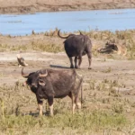 Koshi Tappu Wildlife Tour 3 days,