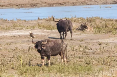 Koshi Tappu Wildlife Tour 3 days,