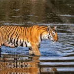 Chitwan Lumbini Bardia Tour.