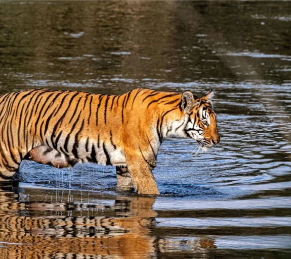 Chitwan Lumbini Bardia Tour.