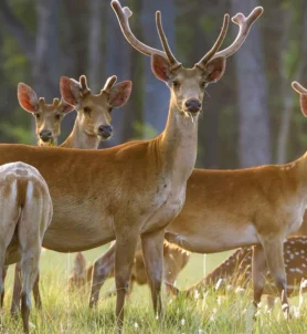 Shuklaphanta Wildlife Reserve Tour 4 days.