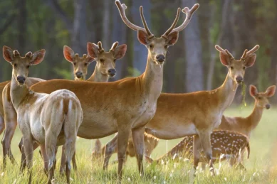 Shuklaphanta Wildlife Reserve Tour 4 days.