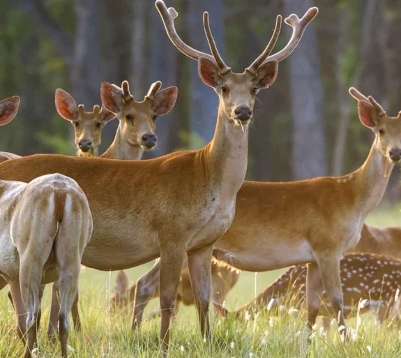 Shuklaphanta Wildlife Reserve Tour 4 days.