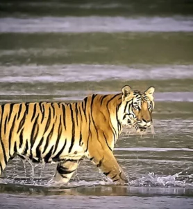 Kathmandu Pokhara Chitwan Tour 11 days.