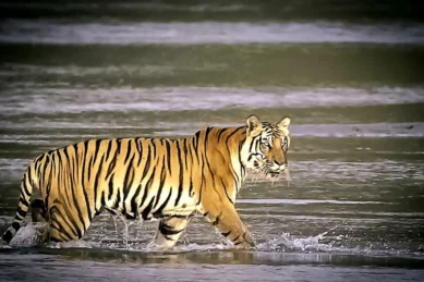 Kathmandu Pokhara Chitwan Tour 11 days.