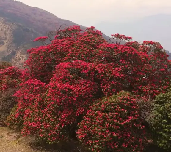 Blooming Rhododendron Flowers on Poon Hill Trek Trails.