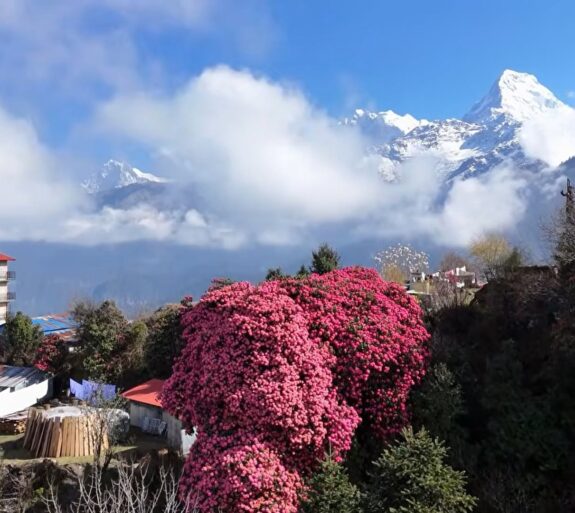 Nepal Poon Hill Trek 5 days.