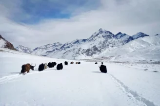 Yaks in the Himalayas