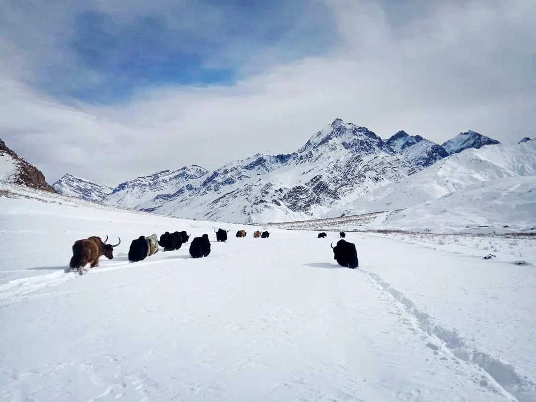Yaks in the Himalayas