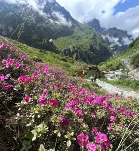 ABC Trek Nepal.